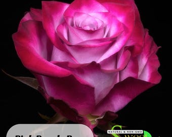 Pink Purple Rose Seeds – Authentic Perennial Flowers, Easy Grow