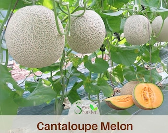 25 seeds| Melon Cantaloupe Seeds -Perennial -Authentic Seeds-Flowers -. Non GMO -Vegetable Seeds-Mix Seeds for Plant-  #5003