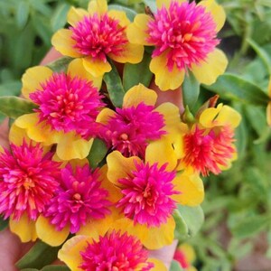 Pode incluir: Close-up de flores vibrantes com p&eacute;talas amarelas e centros rosa brilhantes. As flores est&atilde;o em plena flora&ccedil;&atilde;o, mostrando seus detalhes e texturas intrincados. As folhas verdes fornecem um fundo natural, destacando as flores coloridas.