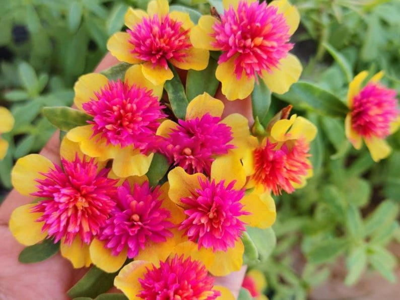 Pode incluir: Close-up de flores vibrantes com p&eacute;talas amarelas e centros rosa brilhantes. As flores est&atilde;o em plena flora&ccedil;&atilde;o, mostrando seus detalhes e texturas intrincados. As folhas verdes fornecem um fundo natural, destacando as flores coloridas.