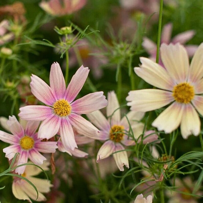 May include: A cluster of cosmos flowers featuring delicate petals in shades of soft pink and creamy white, each centered with a bright yellow disc. The flowers are supported by thin green stems and fine, feathery foliage in a natural garden setting.