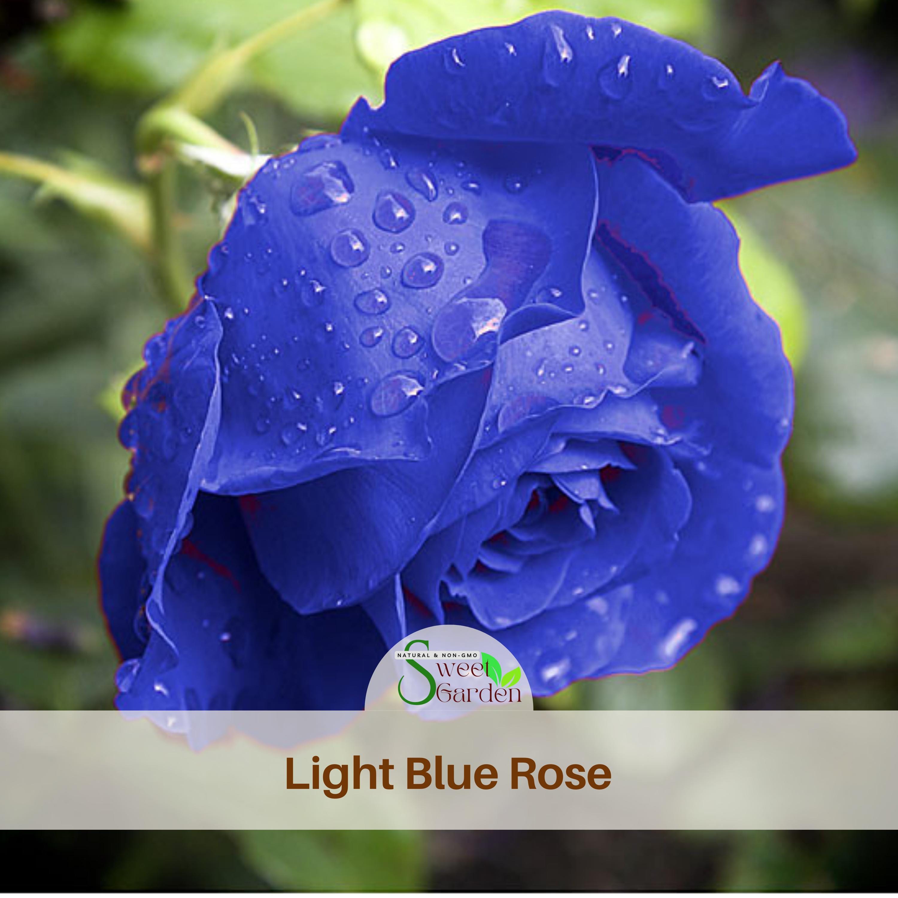 Blue roseページ Light Blue Rose Seeds - Rare Perennial Flowers - Etsy