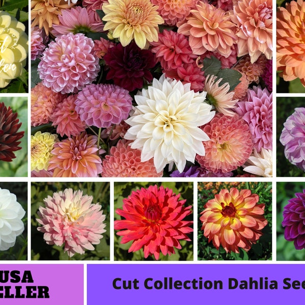 Cut Flower Collection Dahlia Seeds -Perennial -Authentic Seeds-Flowers -Organic. Non GMO-Mix Seeds for Plant-B3G1#D040.