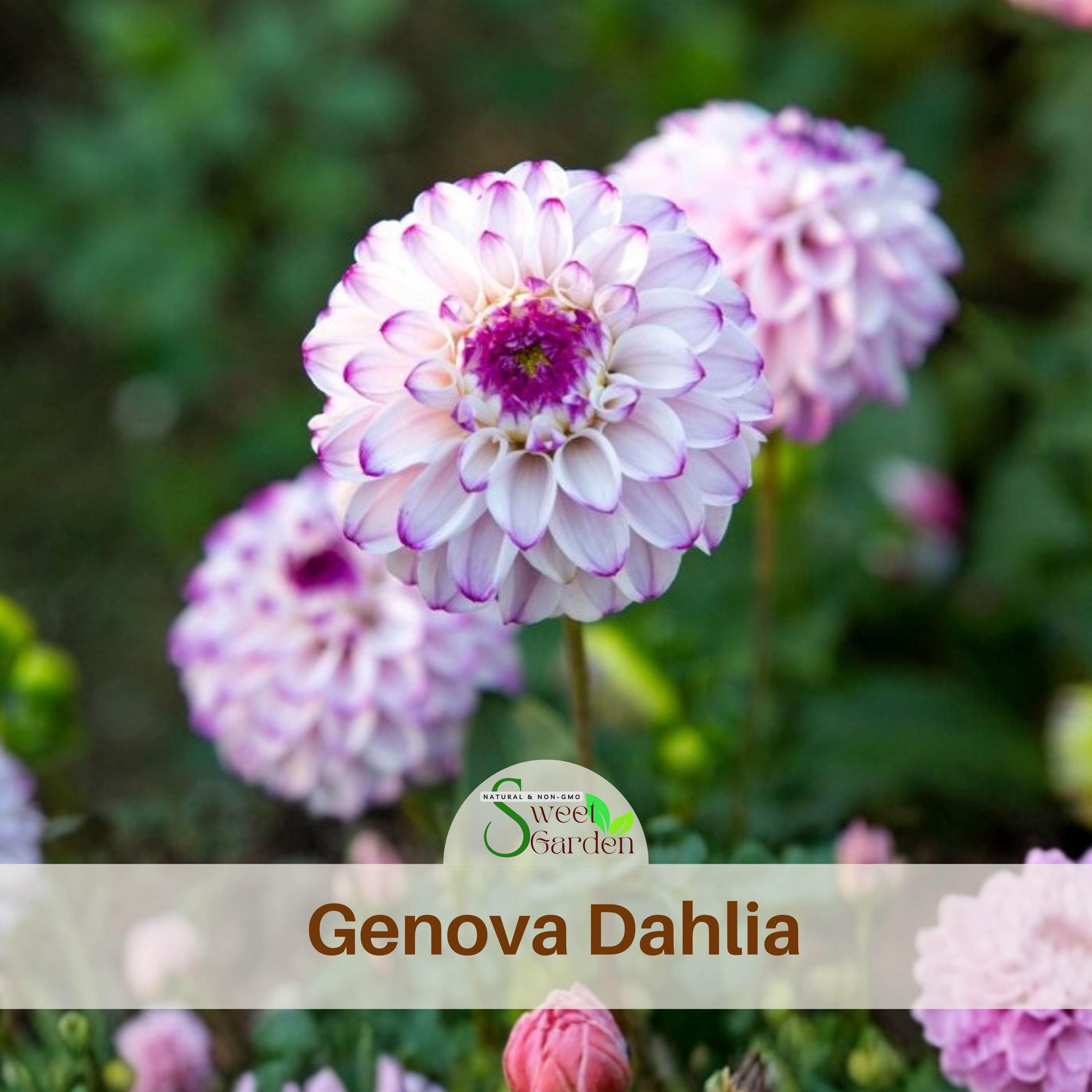 Genova Dahlia Seeds - Heirloom, Non-GMO, Summer Blooming