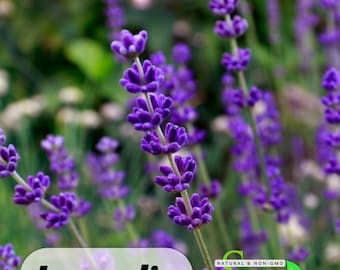Lavandin Lavender Seeds | Heirloom, Perennial, Authentic (100 Seeds)