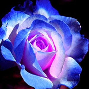 Blues Blue Rose Seeds Perennial Authentic Seeds Flowers Easy to Grow ...