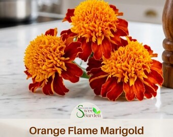 Orange Flame Marigold Seeds - Edible -Open-Pollinating - Potted -Draft Resistant -Cold Resistant -Dwarf - Plant in Spring/After frost