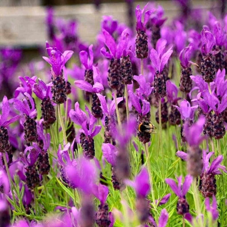 May include: A cluster of vibrant purple French lavender flowers with dark, textured flower heads and bright purple bracts at the top. The stems are thin and green, rising from a dense patch of foliage, with a small bee visible on one bloom.