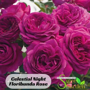 Hybrid Celestial Night Scented Rose Seeds- Perennial - Authentic Seeds - Flowers - Easy To Grow - Climbing - shrubs - Rose Garden- #1056