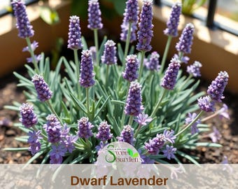 May include: A dwarf lavender plant with numerous upright purple flower spikes and slender, grey-green foliage growing in dark soil. A circular logo with the text Sweet Garden and the words Dwarf Lavender are overlaid on the lower portion.