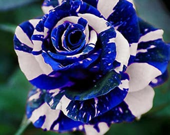 Blue Dragon Rose Seeds – Rare Exotic Perennial Flowers - Etsy