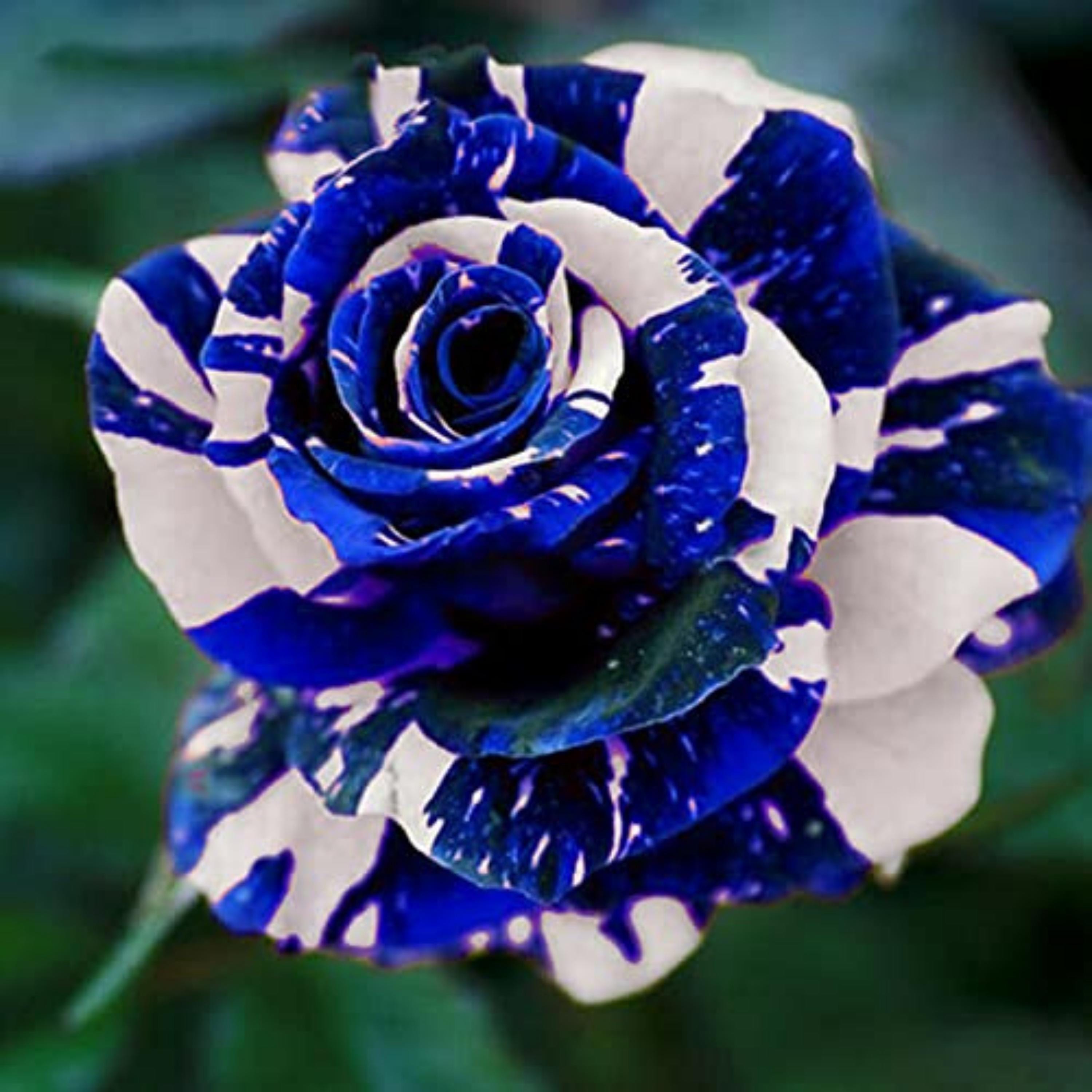 Blue Dragon Rose Seeds - Perennial - Authentic Seeds - Flowers