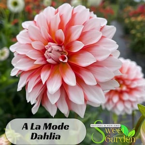A La Mode Dahlia Perennial Seeds  - Authentic Seeds - Clumping - Dahlia Garden - Summer Blooming - Easy To Grow #D043
