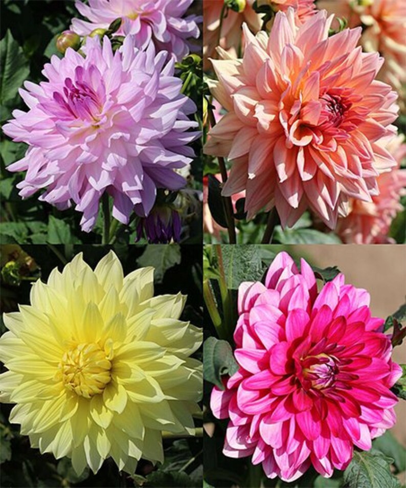 42 Seeds Dinnerplate Mix Dahlia Seeds perennial authentic Etsy