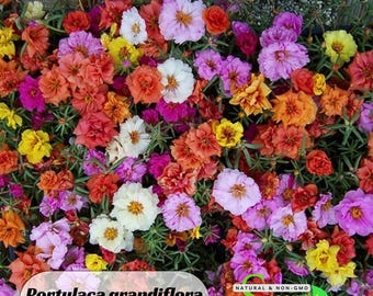 Portulaca grandiflora 'Sundial Series' Seeds - Moss Rose Seeds - Heirloom Succulent- Colorful Flowers- Drought Tolerant -B5G1 #8158
