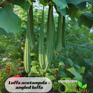 May include: A close-up of angled luffa gourds hanging from a vine. The green gourds have a ridged texture and are surrounded by green leaves. The image includes the text "Luffa acutangula - angled luffa" and the logo for Sweet Garden.