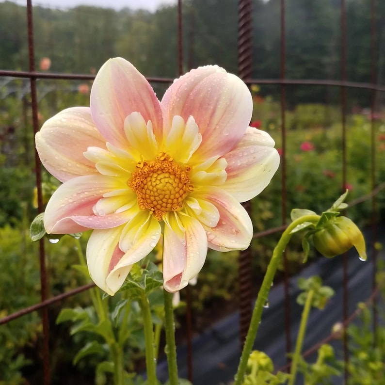 April Heather Dahlia Seeds - Perennial - Authentic Seeds - Flowers - Clumping - Dahlia Garden - Summer Blooming - Easy To Grow #D094 imagem 5