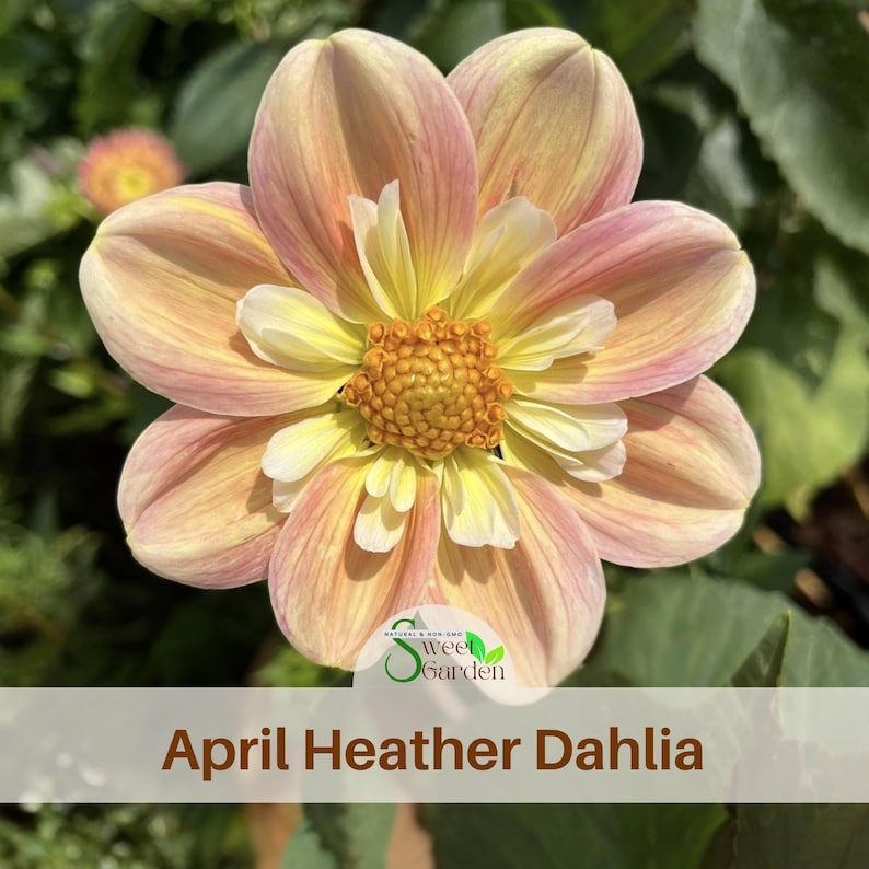 Pode incluir: Uma flor de d&aacute;lia com p&eacute;talas rosa suave e amarelas dispostas em camadas ao redor de um centro amarelo-dourado texturizado. Um logotipo com o texto Sweet Garden &eacute; vis&iacute;vel na parte inferior, junto ao texto April Heather Dahlia.