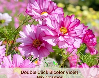 Double Click Bicolor Violet Mix Cosmos Seeds - Annual - Authentic Seeds - Cosmos Flowers - Easy To Grow - Mix Seeds For Plant