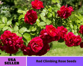 Red Climbing Rose Seeds-Perennial -Authentic Seeds-Flowers -Organic. Non GMO -Vegetable Seeds-Mix Seeds for Plant-B3G1#1102.