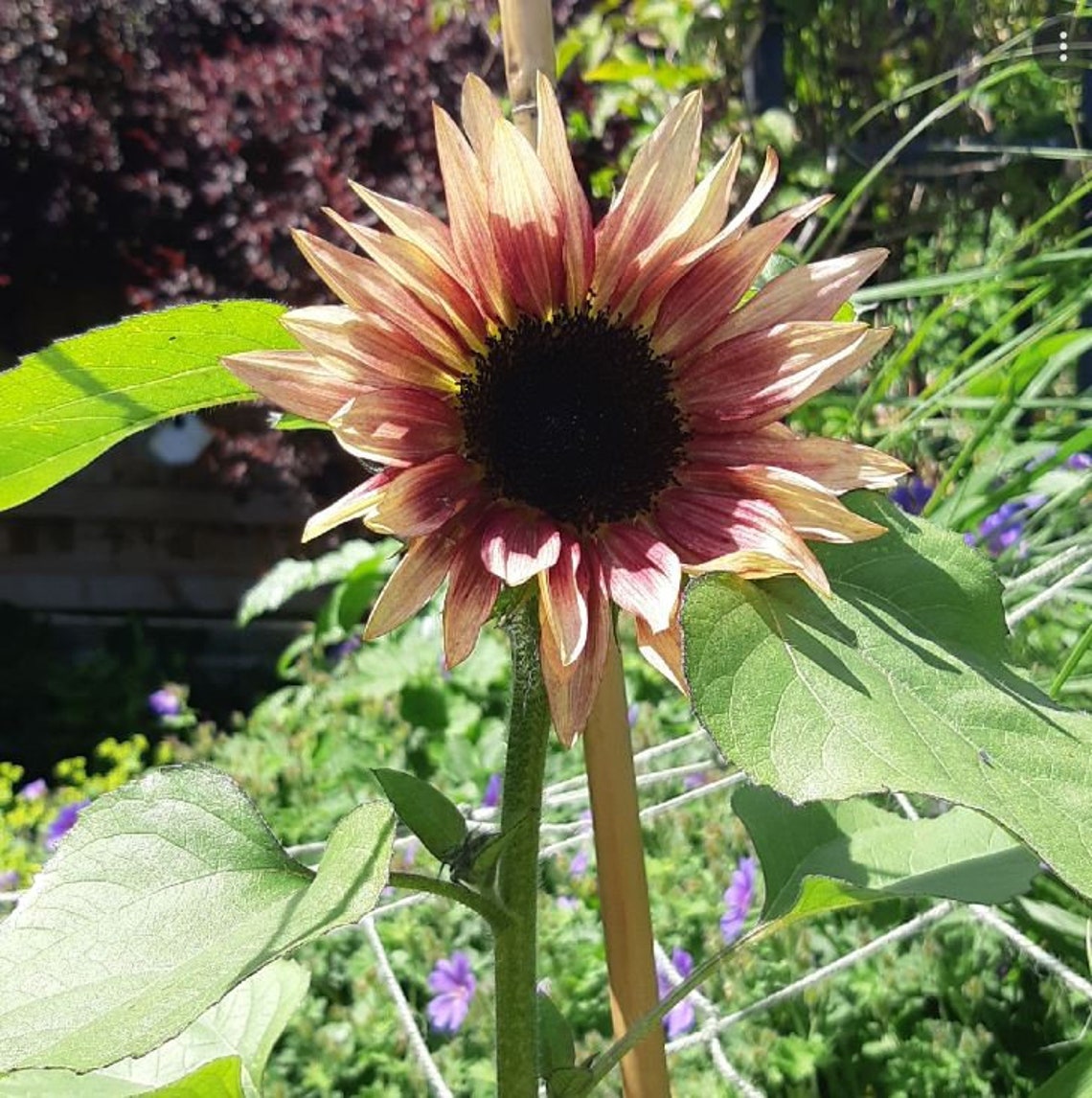 25 Seeds Ruby Eclipse Sunflower Seedse002 Authentic - Etsy