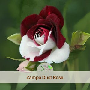 Red and White Zampa Dust Rose Seeds- Perennial - Authentic Seeds - Flowers - Easy To Grow - Climbing - shrubs - Rose Garden #1064.