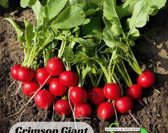 Semillas de rábano gigante carmesí - Perenne - Semillas auténticas - Flores -. Sin OGM - Semillas de hortalizas - Mezcla de semillas para plantar - #7020