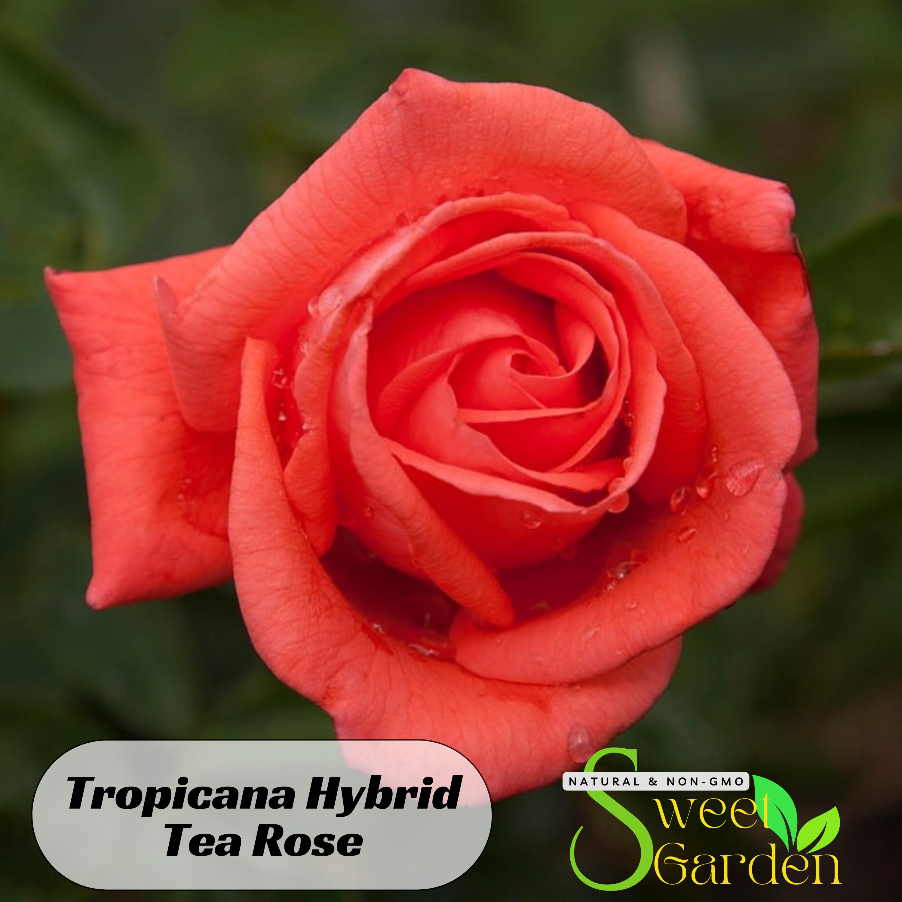 Tropicana Hybrid Tea Rose Seeds - Perennial - Authentic Seeds