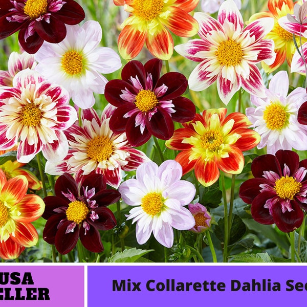 Mix Collarette Dahlia Seeds - Perennial -Authentic Seeds-Flowers -Organic. Non GMO -Vegetable Seeds-Mix Seeds for Plant-B3G1#D047
