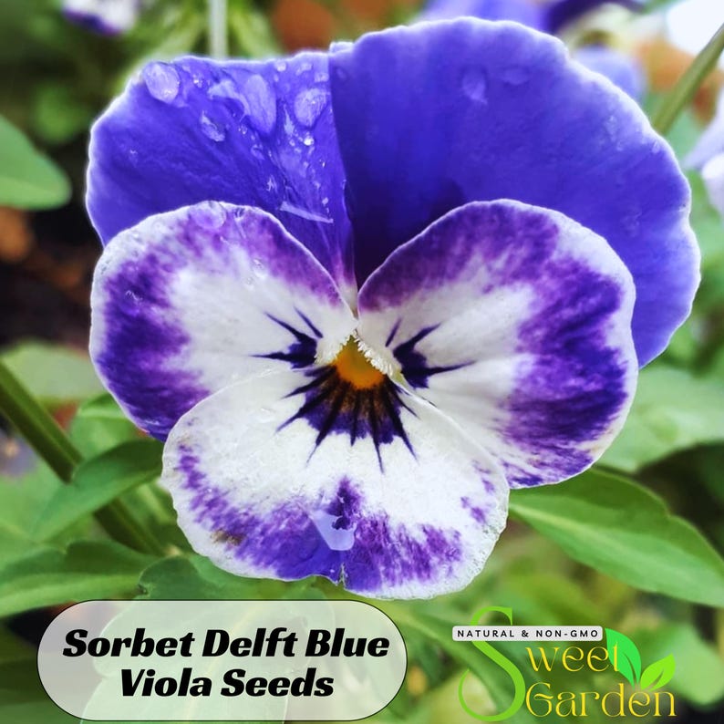 SweetGardenUS Sorbet Viola Seeds - Thumbnail 5