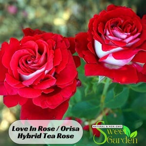 Love In Rose Seeds - Perennial - Authentic Seeds - Flowers - Easy To Grow - Climbing - shrubs - Rose Garden -  #1073