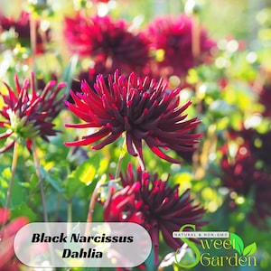 Black Narcissus Dahlia Seedsc - Perennial - Authentic Seeds - Clumping - Dahlia Garden - Summer Blooming - Easy To Grow #D063