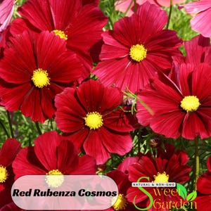 50s|Red Rubenza&#39; Cosmos Seeds - Annual - Authentic Seeds - Flowers - Easy Care Flowers - Easy To Grow - Mix Seeds For Plant -  B3G1#L010.