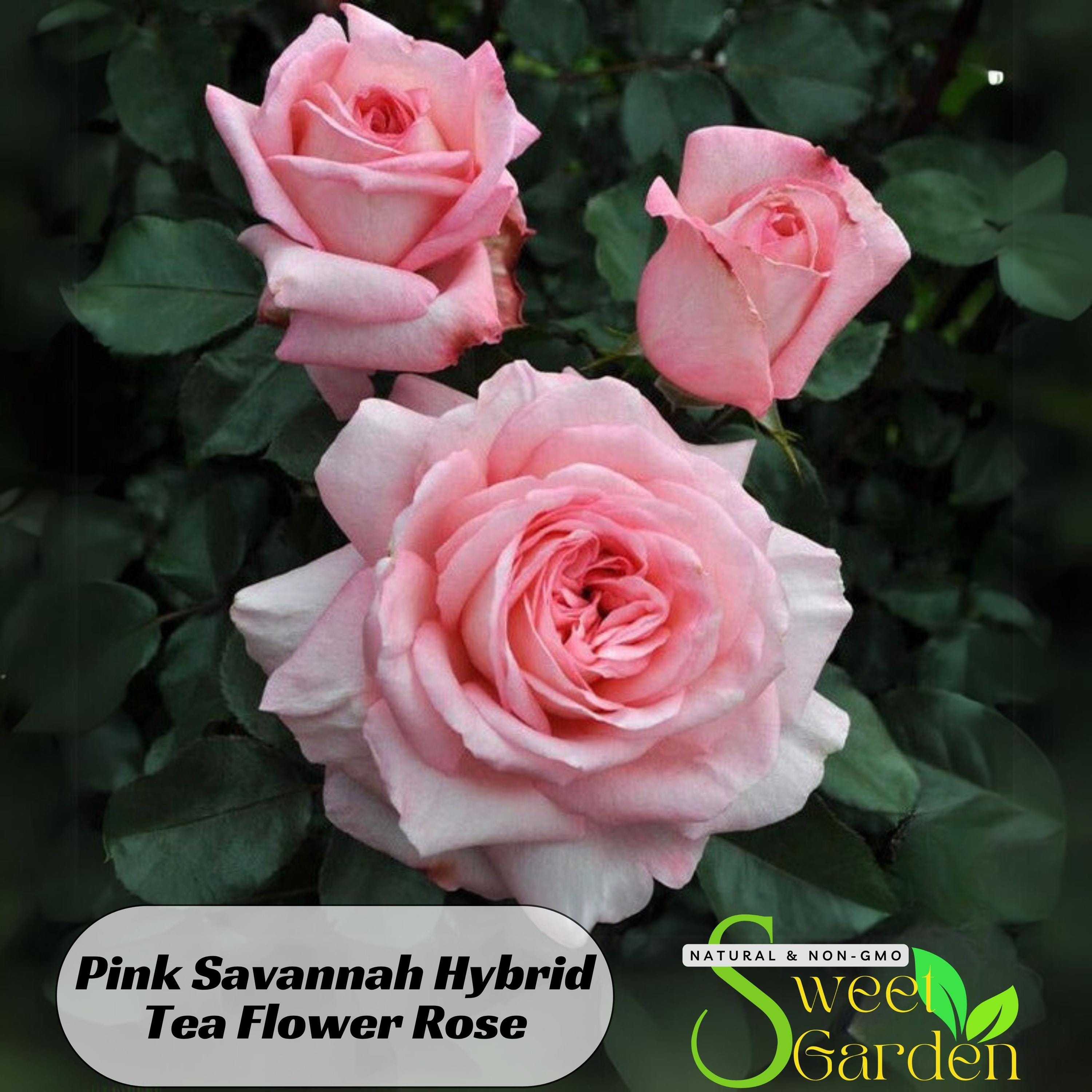 Savannah Hybrid Tea Rose Seeds - Authentic Perennial Flowers - Etsy