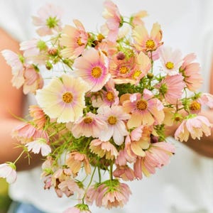 May include: A bouquet of cosmos flowers featuring delicate petals in shades of soft pink, creamy yellow, and peach. The flowers have prominent yellow centers and thin green stems, arranged in a dense, rounded cluster with varied bloom sizes.