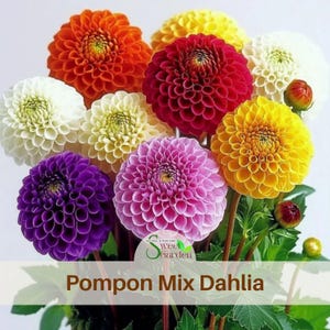 Pompon Dahlia Mix Dahlia Seeds  - Perennial - Authentic Seeds - Clumping - Dahlia Garden - Summer Blooming - Easy To Grow #D034.