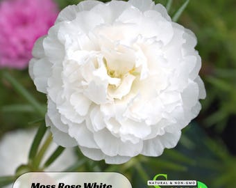 Moss Rose (Portulaca Grandiflora White) Seeds - Purslanes Seeds - Heirloom Succulent- Colorful Flowers- Drought Tolerant -B5G1#8170