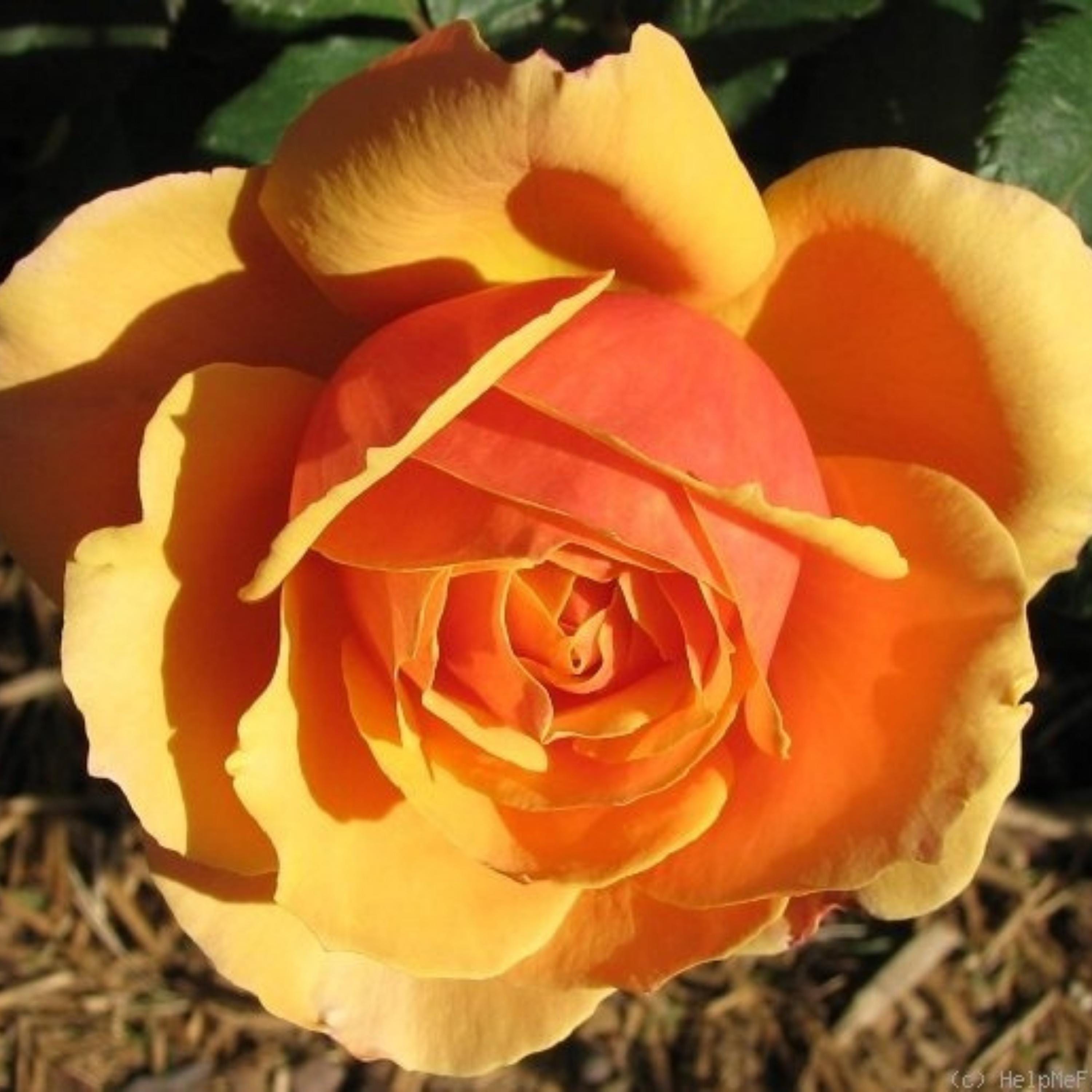 Large Face Roses About Face Rosa Grandiflora Rose Seeds - Perennial - Authentic Seeds ...