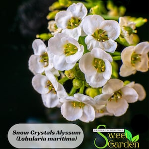 Snow Crystals Alyssum (Lobularia maritima) Seeds - Cold Resistant - Open-Pollinating - Drought Tolerant - Plant in Early Spring #305