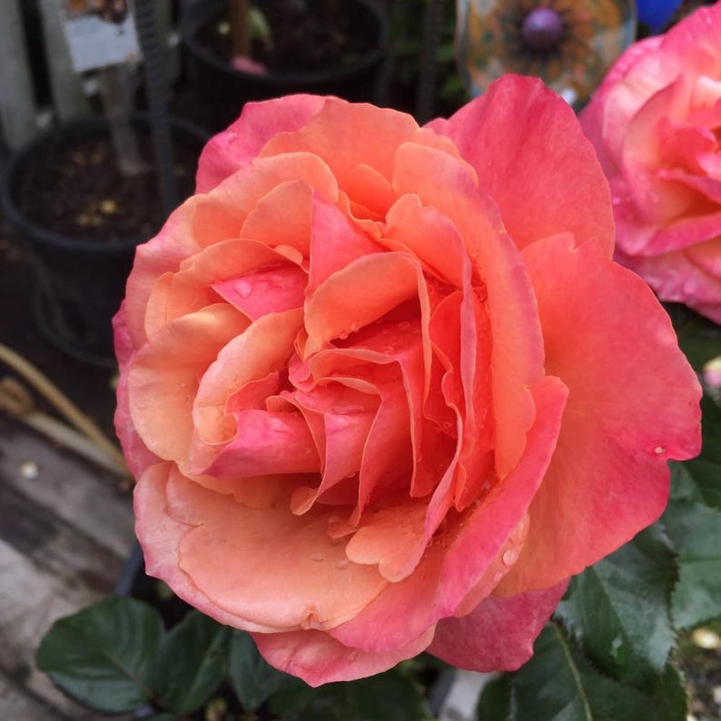 SweetGardenUS Anna's Promise Grandiflora Rose Seeds - Thumbnail 3