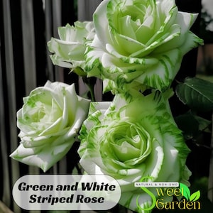 Green and White Striped Rose Seeds - Perennial - Authentic Seeds - Flowers - Easy To Grow - Climbing - shrubs - Rose Garden #1077
