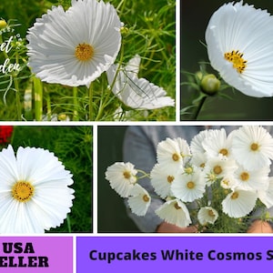 Cupcake White Cosmos Seeds -Annuals-Authentic Seeds-Flowers -Organic. Non GMO -Vegetable Seeds-Mix Seeds for Plant-B3G1#L008.