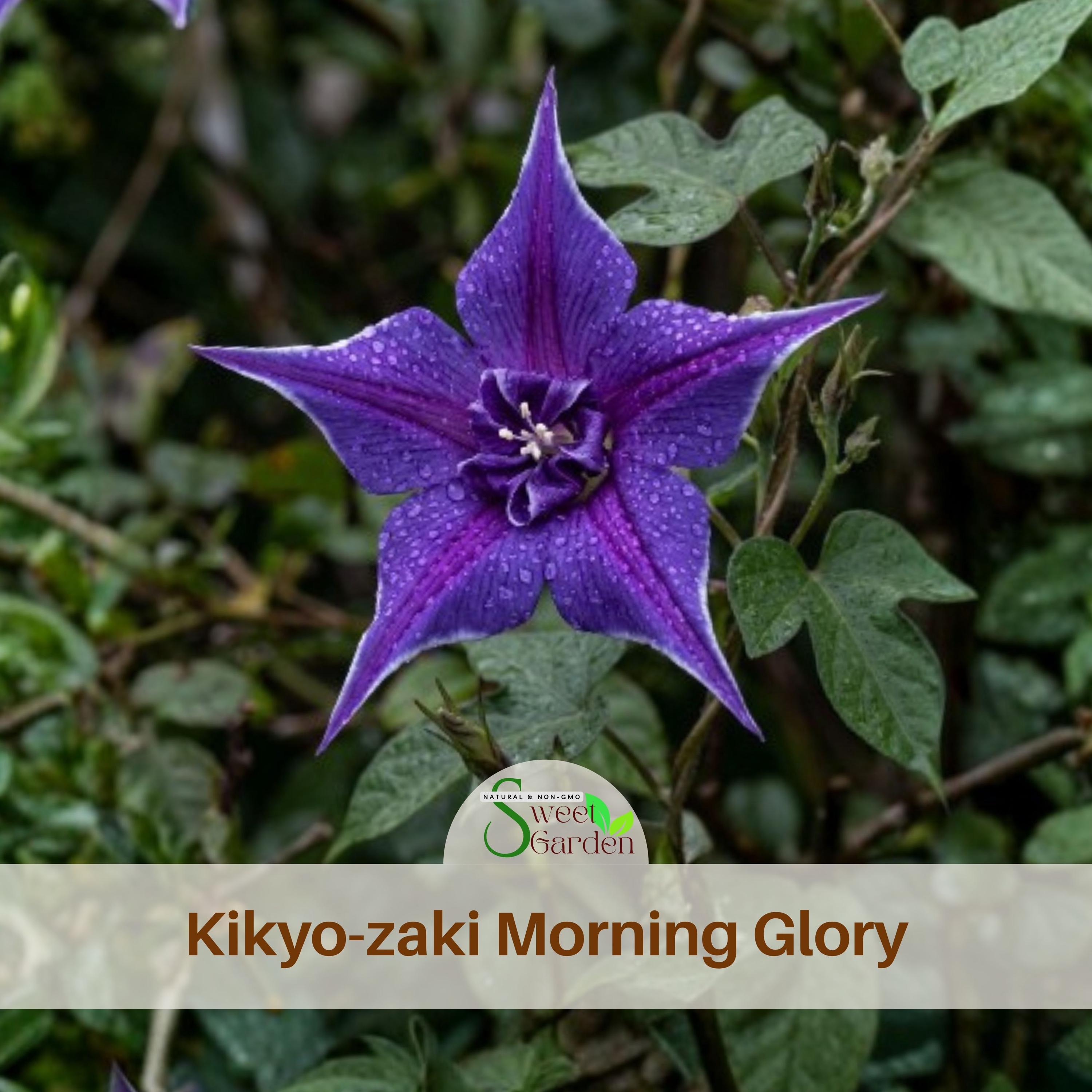 Kikyo-zaki Morning Glory Seeds – Easy Grow Annual Vine Flowers - Etsy