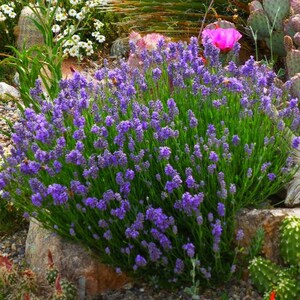 May include: A close-up of a large patch of lavender flowers in bloom. The lavender plants are growing in a garden setting with rocks and other plants in the background.