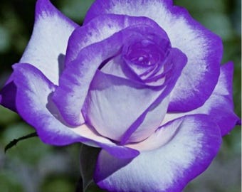 ローズページ Purple White Rose Seeds - Perennial - Authentic Seeds