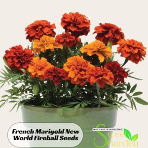 May include: A vibrant arrangement of French Marigold New World Fireball seeds in a green ceramic pot. The flowers display a mix of orange, red, and yellow hues, with green foliage. The text "French Marigold New World Fireball Seeds" is visible.