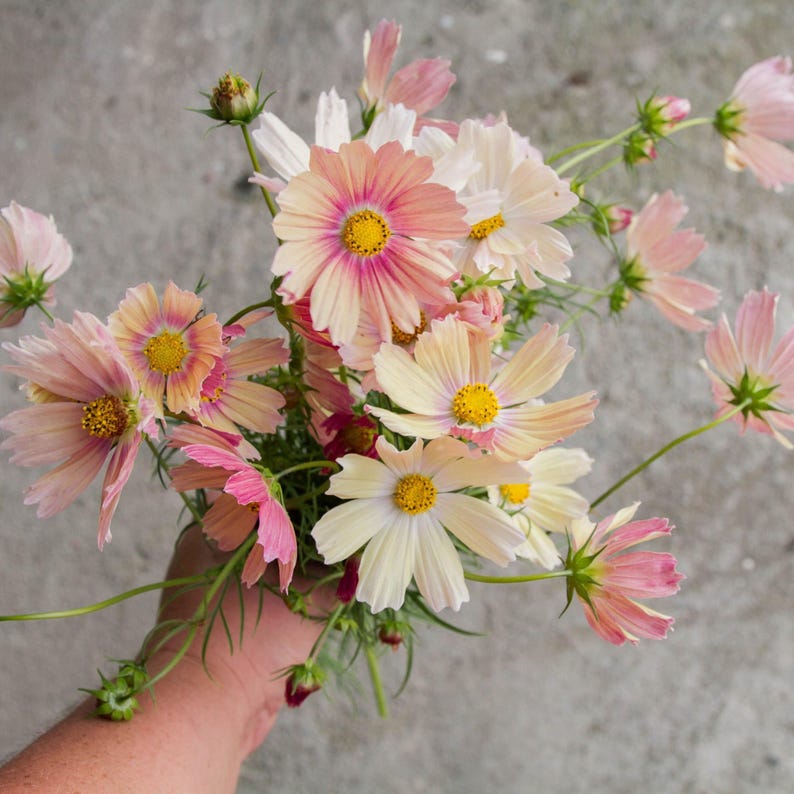 May include: A bouquet of cosmos flowers featuring delicate petals in shades of soft pink, cream, and peach. Each flower has a bright yellow center and thin green stems. The blossoms vary in size, with some fully open and others still in bud form.