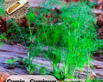 15 Seeds| Cumin - Cuminum cyminum Seeds-Grow Your Own Culinary Spice"- Authentic Seeds ~ GMO Free~ Vegetable ~Herb  #6015