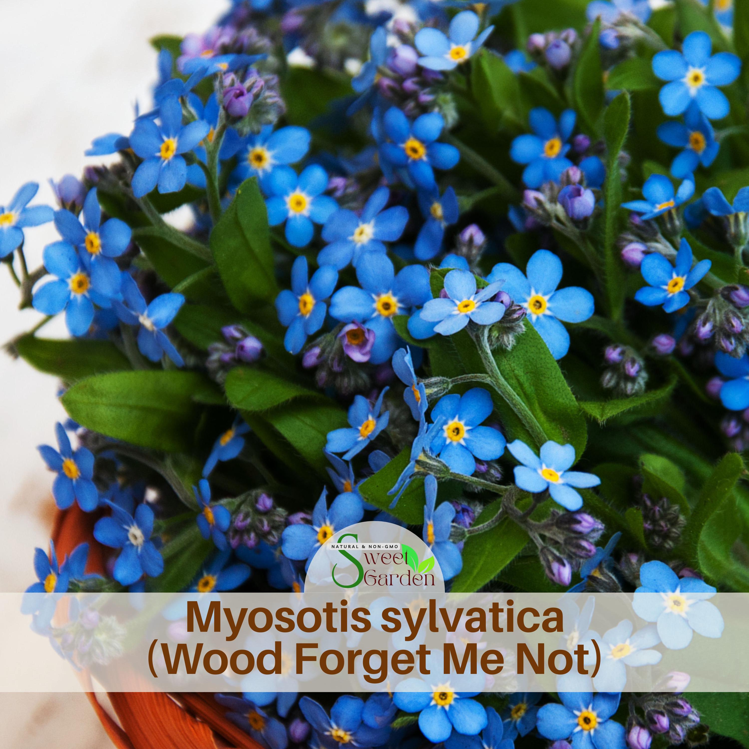 Forget Me Not Pink Seeds - Etsy