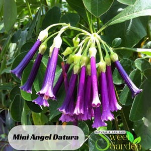 25s|Purple Mini Trumpet Seeds- Perennial - Authentic Seeds - Flowers - Organic - Night Blooming - Moonflower - Easy To Growth-  #G004